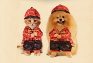Festive Fun: 6 Chinese New Year Costumes for Your Pet