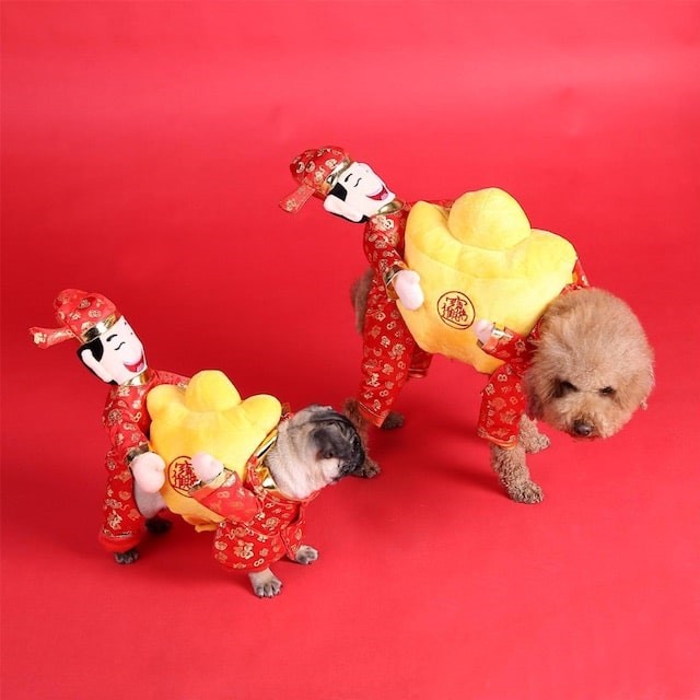 Festive Fun: 6 Chinese New Year Costumes for Your Pet