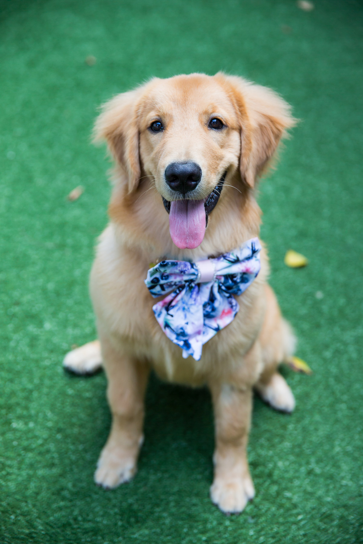 The Retriever with A Heart of Gold