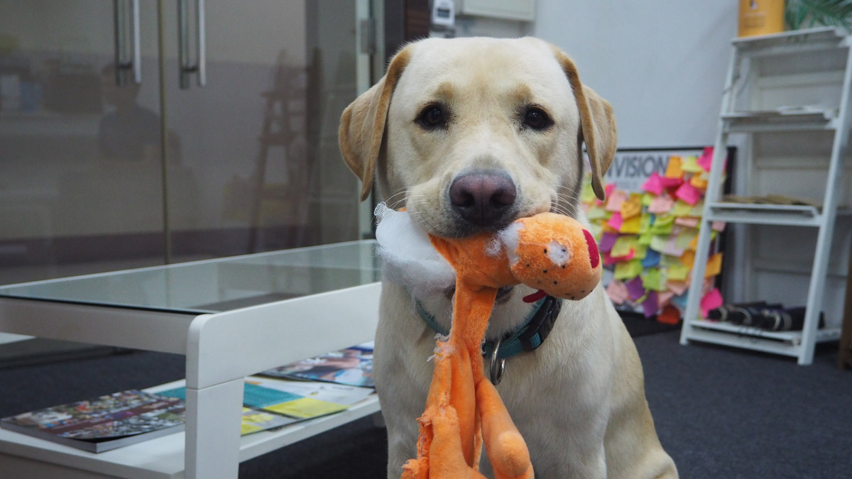 Guide Dogs Singapore Special: Meet Service Dog Clare and Handler Hong Sen