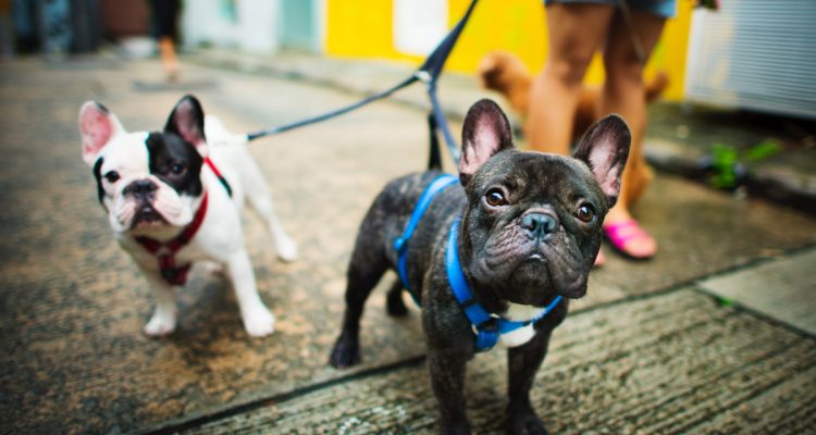 Harnesses VS. Collars: Which Is Better?