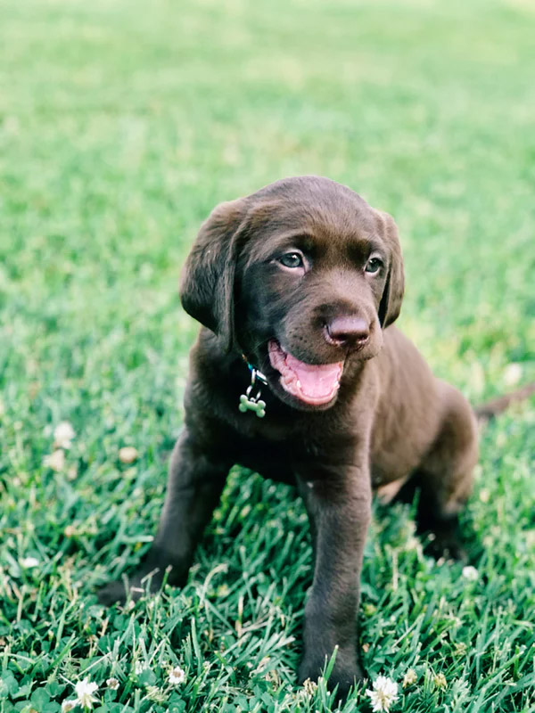  Harnesses VS. Collars: Which Is Better?