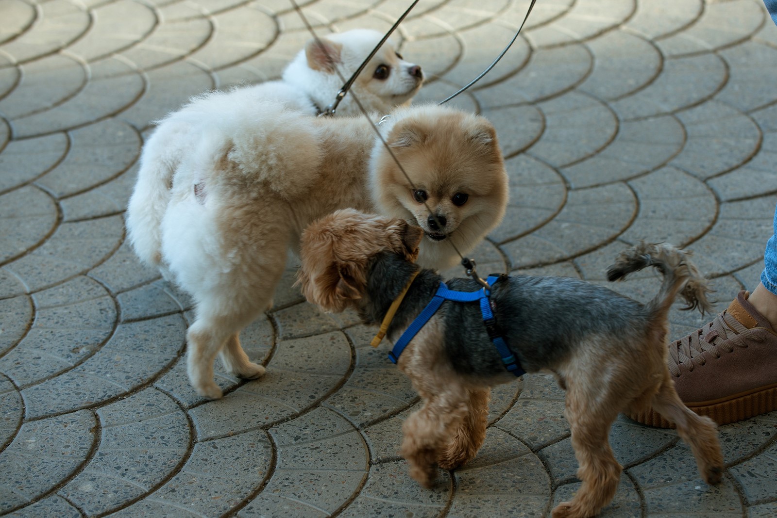 How To Introduce Your Dog To Another Dog On a Walk