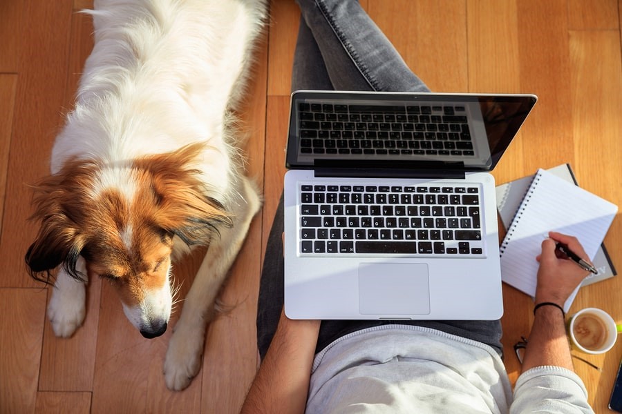 How-To: Preparing Your Pet for Its First Grooming Session