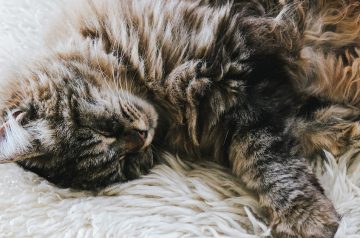 How to Tell if Your Cat Has Kidney Problems