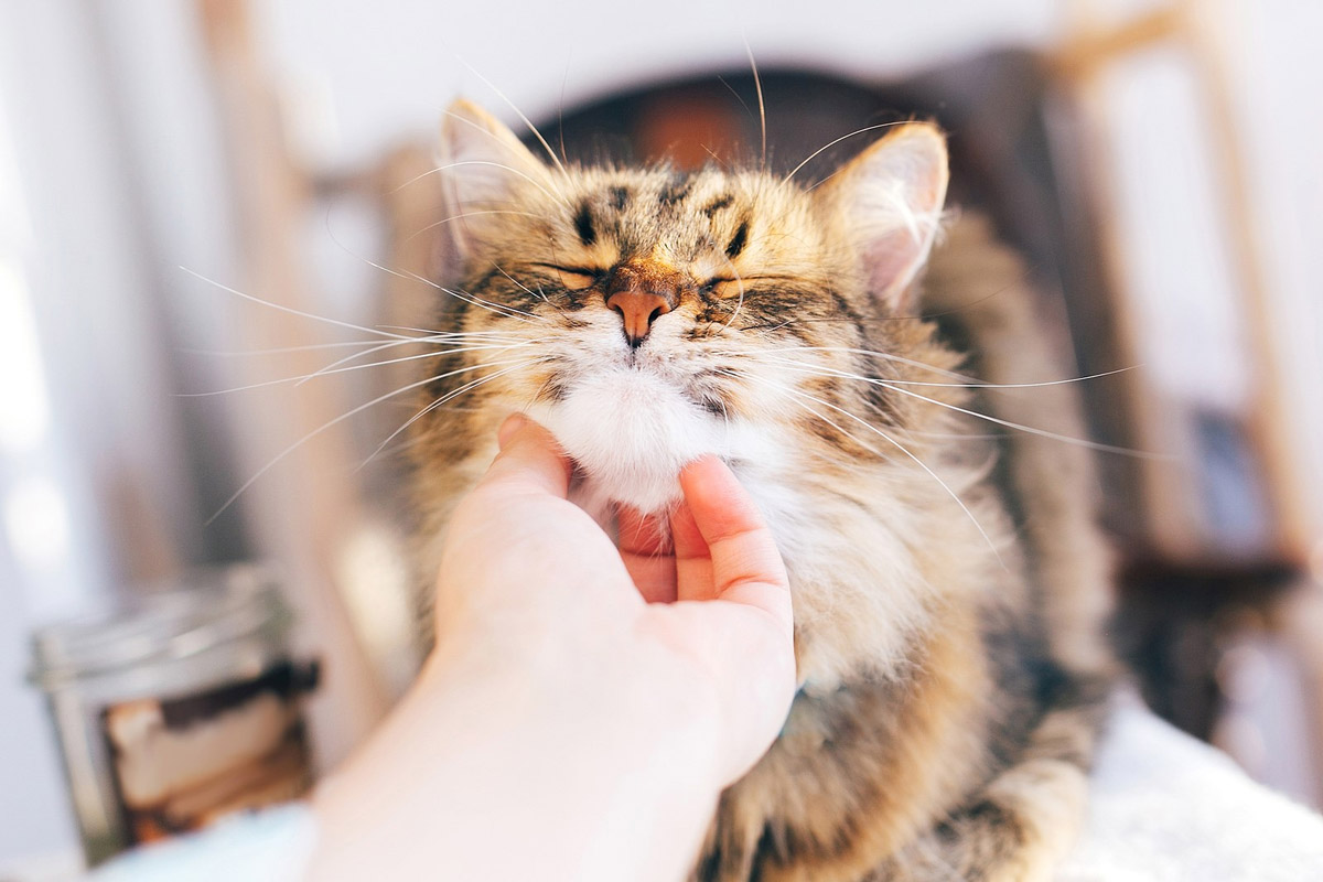 How to Tell if Your Cat Has Kidney Problems