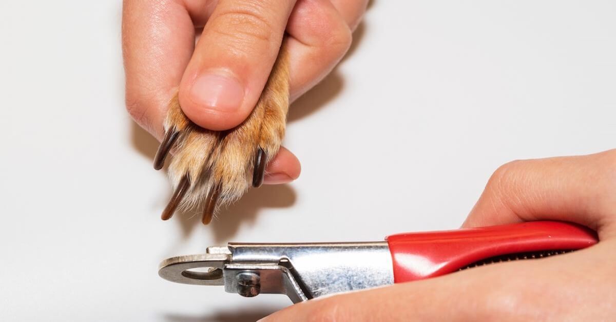 How to Trim Your Dog's Nails Safely