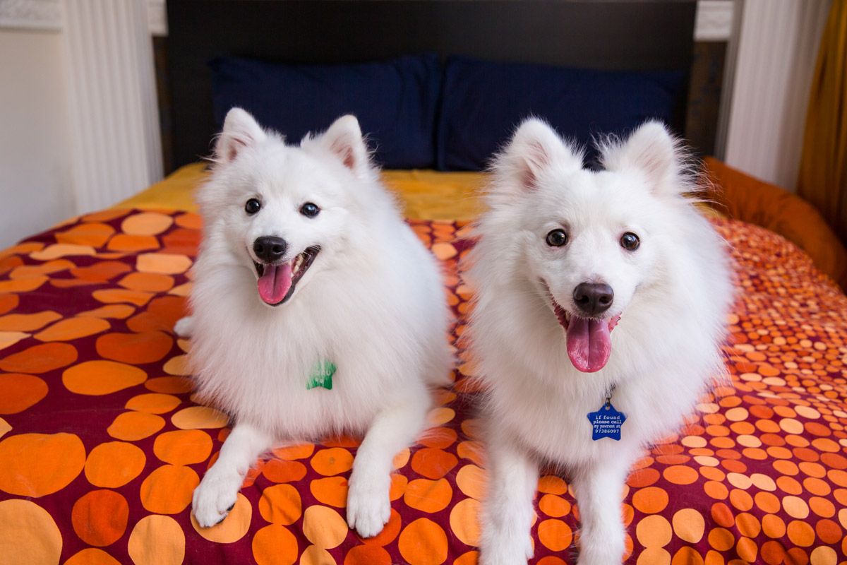 groomed japanese spitz