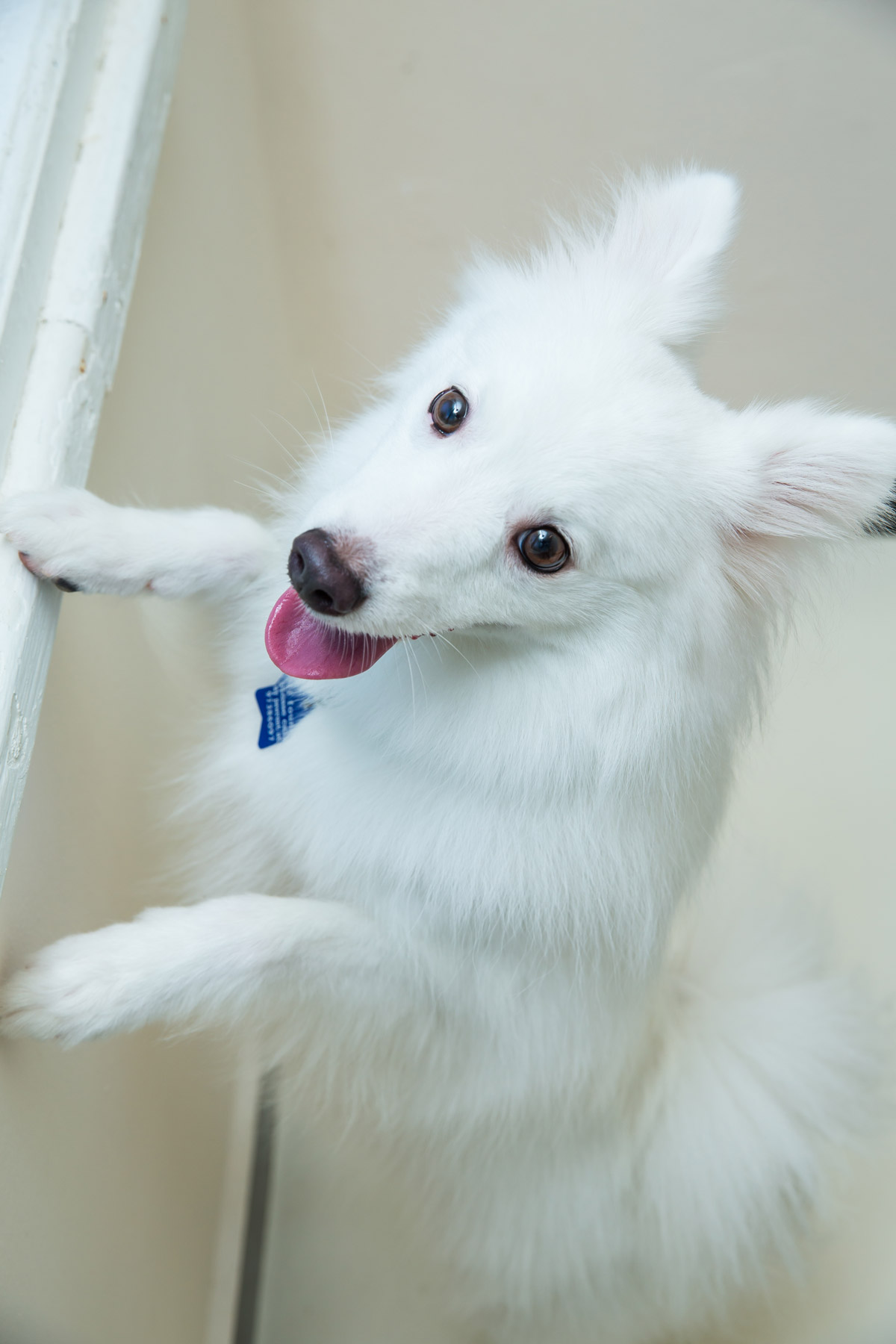 The Japanese Spitz Duo