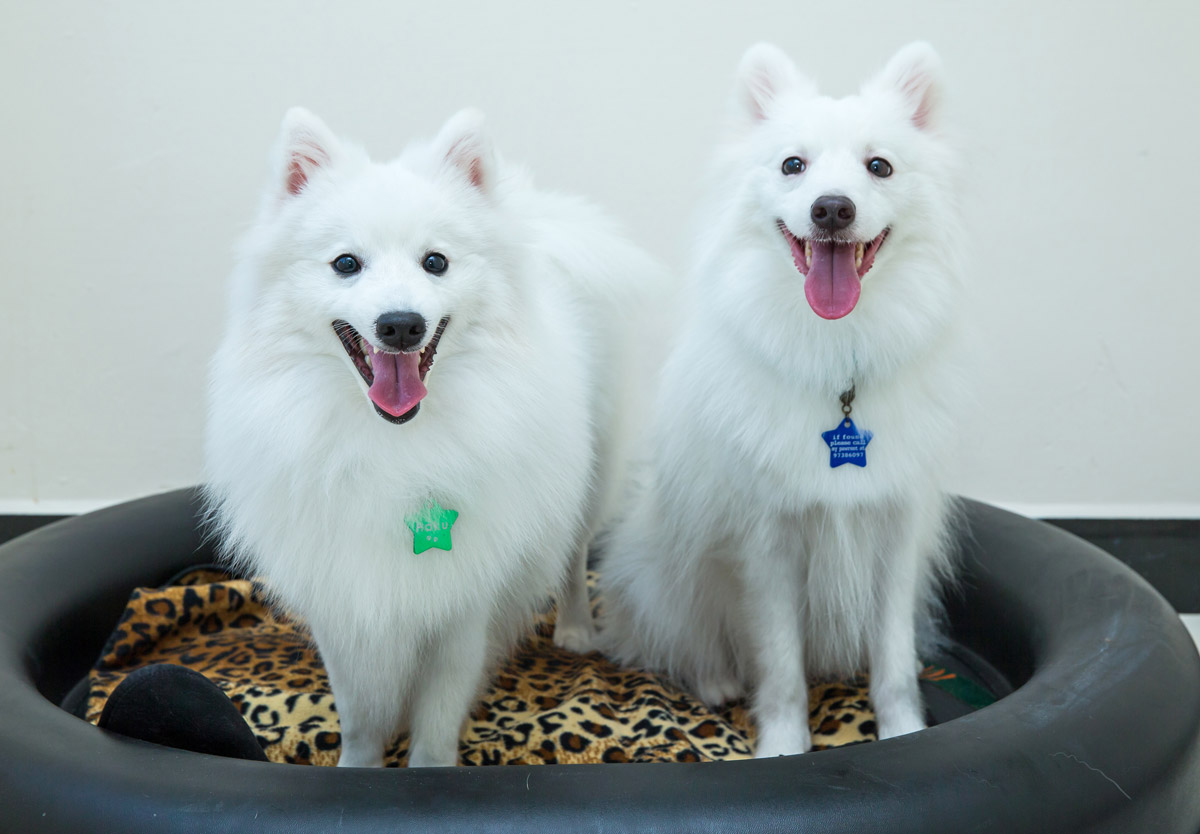 The Japanese Spitz Duo