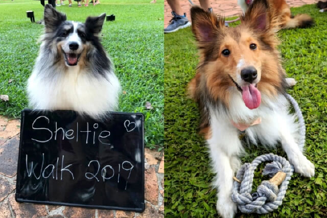 Largest Gathering of Shetland Sheepdogs Makes Singapore Book of Records