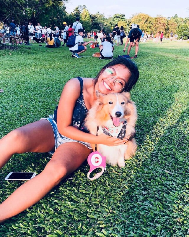 Largest Gathering of Shetland Sheepdogs Makes Singapore Book of Records