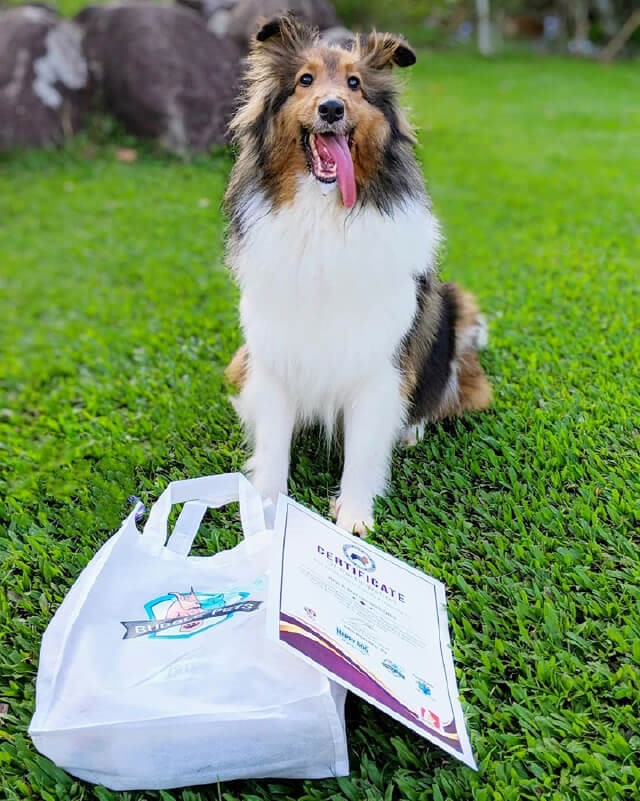 Largest Gathering of Shetland Sheepdogs Makes Singapore Book of Records