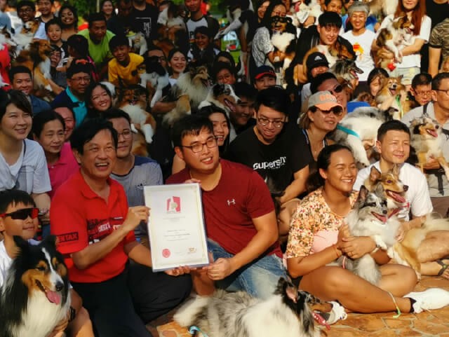 Largest Gathering of Shetland Sheepdogs Makes Singapore Book of Records