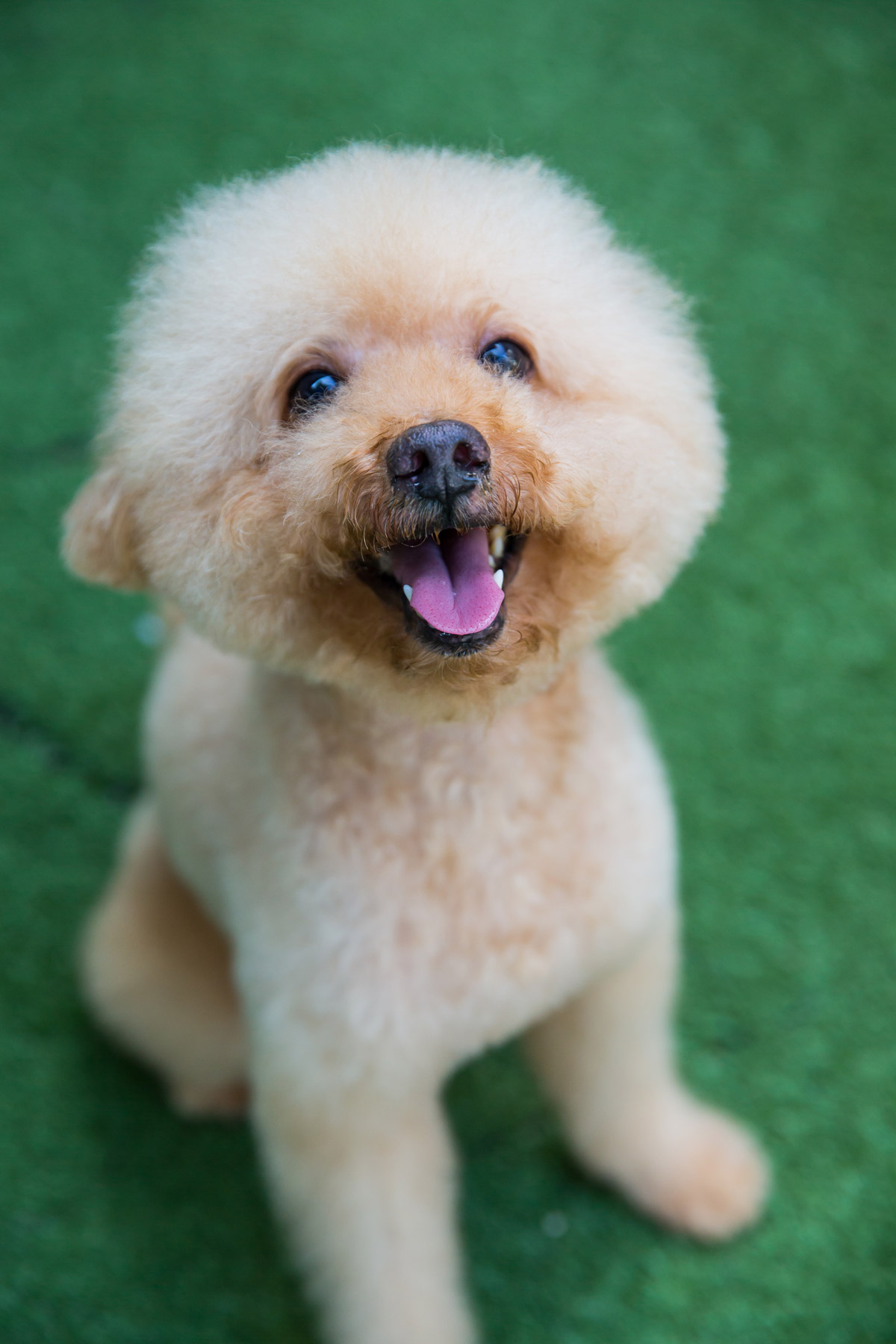 The Adorable Miniature Poodle