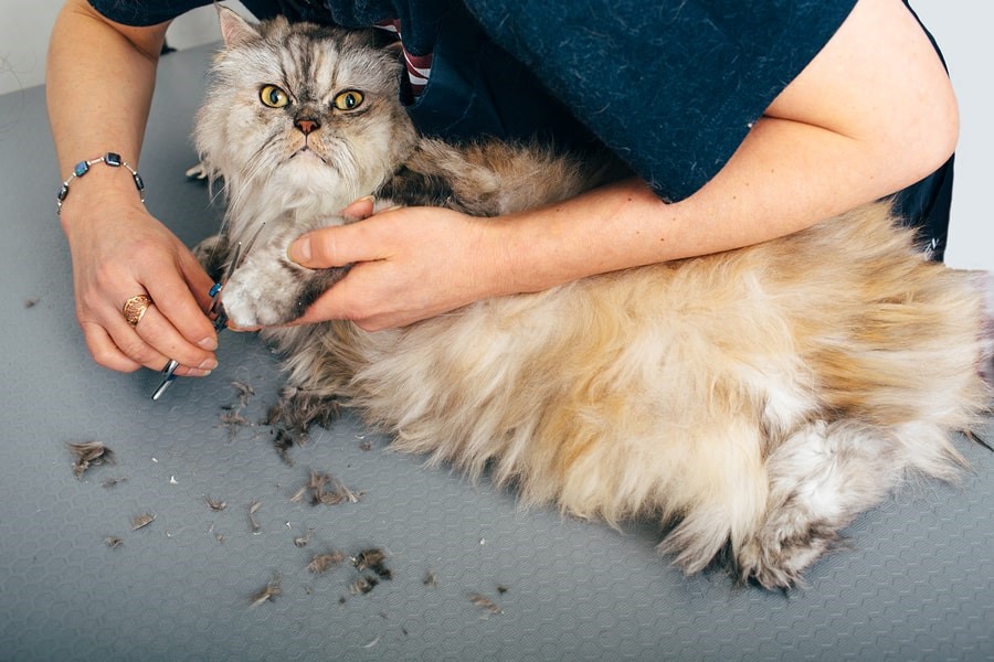  Mobile Pet Grooming Service: What Are the Benefits and Drawbacks?