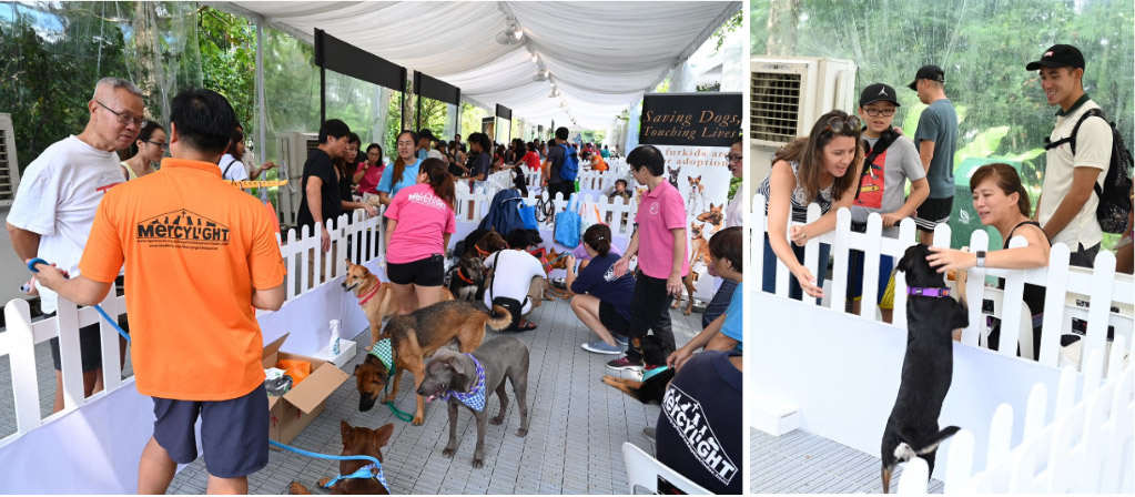 NParks’ Unfurgettable Pets’ Day Out