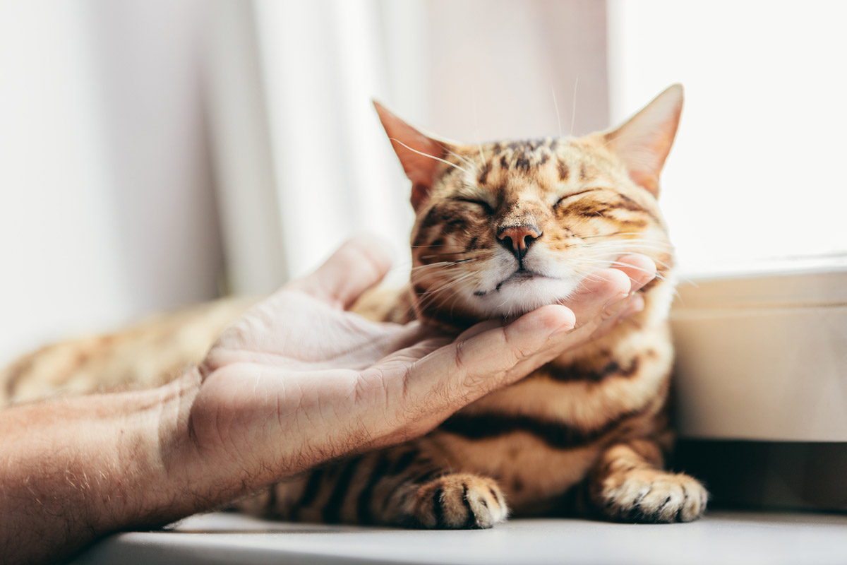 PowerCat - The Premium Halal Dry Cat Food for Busy Cat Owners