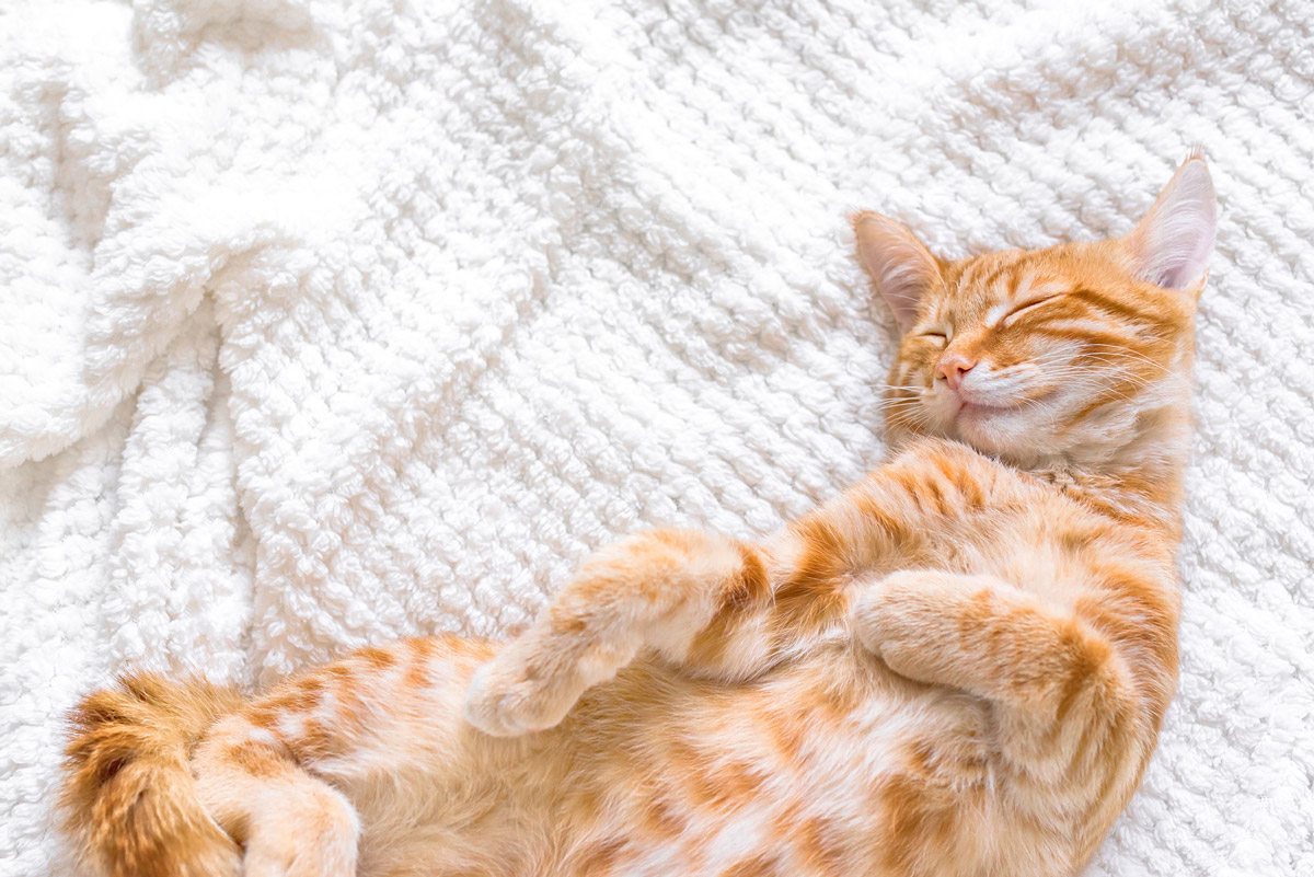 PowerCat - The Premium Halal Dry Cat Food for Busy Cat Owners