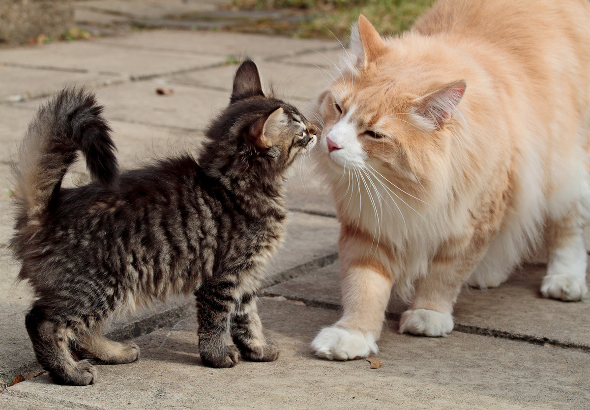 PowerCat - The Premium Halal Dry Cat Food for Busy Cat Owners