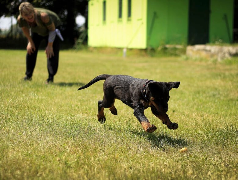 Puppy Care: Tips for Caring for Your Pet