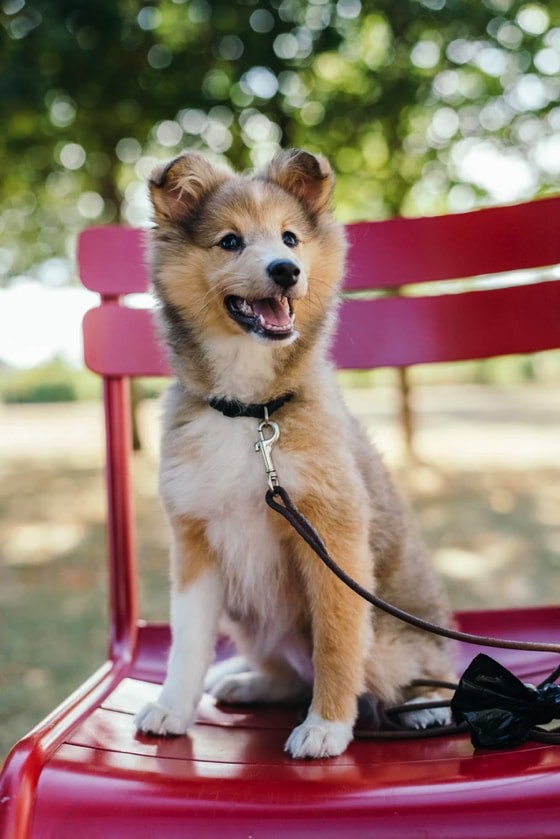 Puppy Prep: A Checklist for New Puppy Owners
