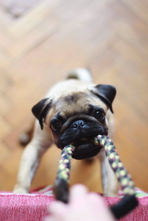 Puppy Prep: A Checklist for New Puppy Owners