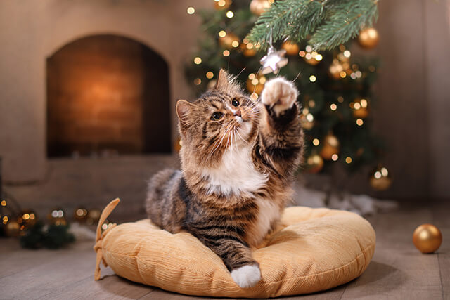 Save the Tree! Tips for Pet-Proofing Your Christmas Tree