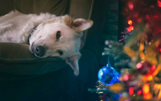 Save the Tree! Tips for Pet-Proofing Your Christmas Tree