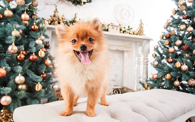 Save the Tree! Tips for Pet-Proofing Your Christmas Tree