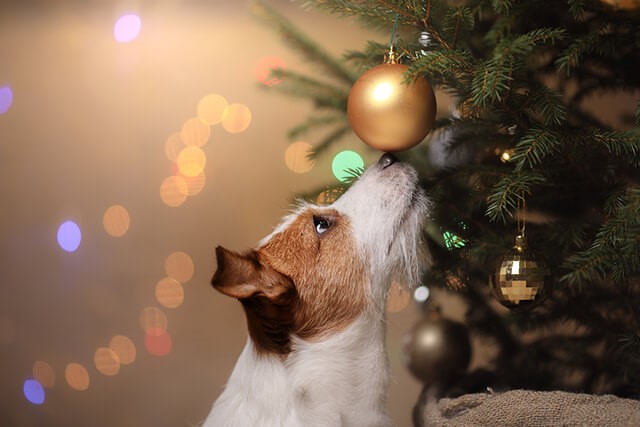 Save the Tree! Tips for Pet-Proofing Your Christmas Tree