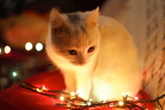 Save the Tree! Tips for Pet-Proofing Your Christmas Tree