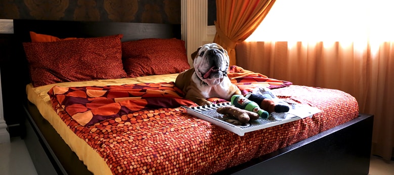 Travelling Abroad? Here are 5 Tips to Choosing a Pet Boarding House