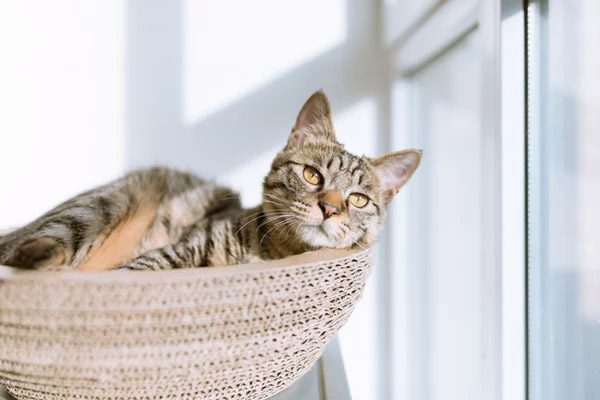Travelling Abroad? Here are 5 Tips to Choosing a Pet Boarding House