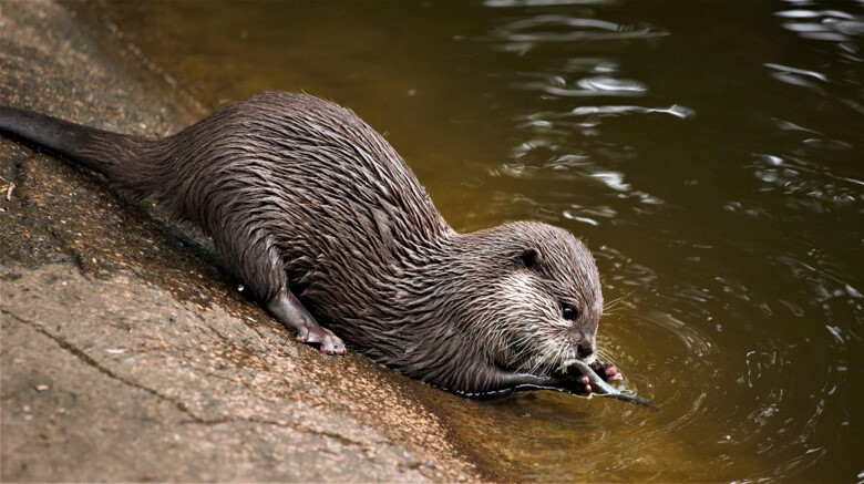 Walking on the Wild Side: How to Deal With Wildlife at Home