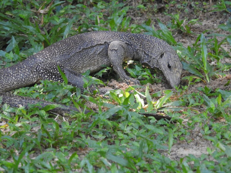 Walking on the Wild Side: How to Deal With Wildlife at Home