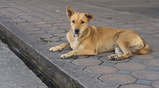 Walking on the Wild Side: How to Deal With Wildlife at Home