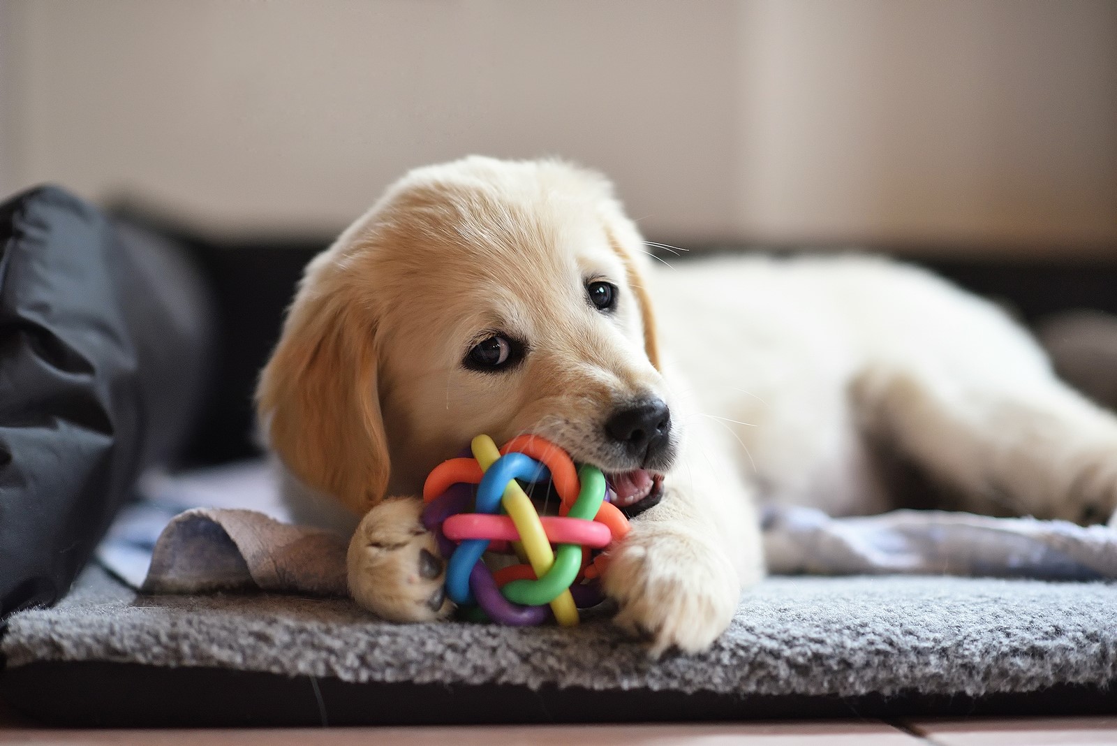 What First-Time Dog Owners Must Consider When Buying Toys for Your Pet