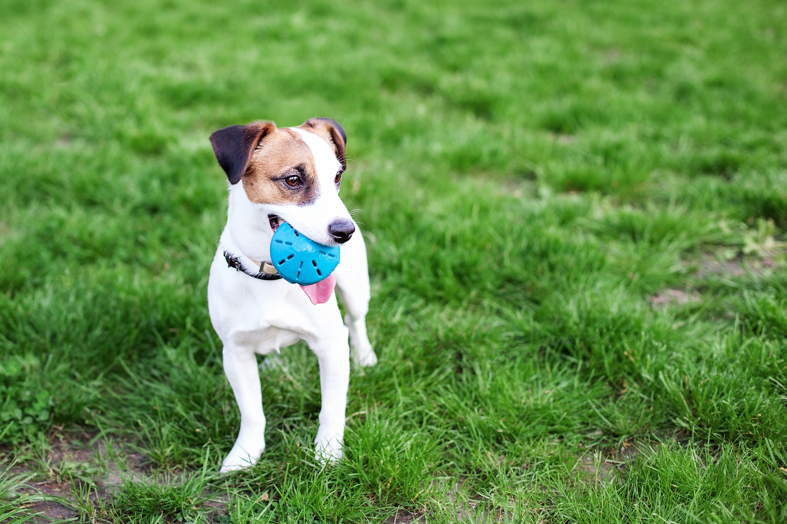 What First-Time Dog Owners Must Consider When Buying Toys for Your Pet