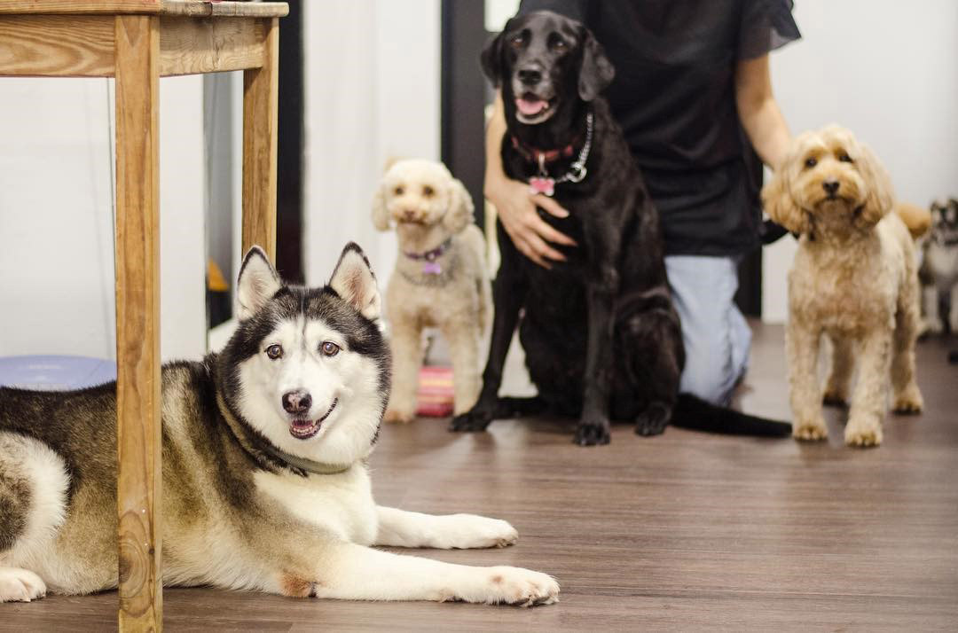 Woofy’s Corner: A Pet Boarding House Like No Other