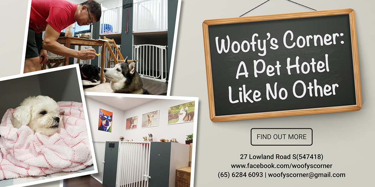 Woofy’s Corner: A Pet Boarding House Like No Other