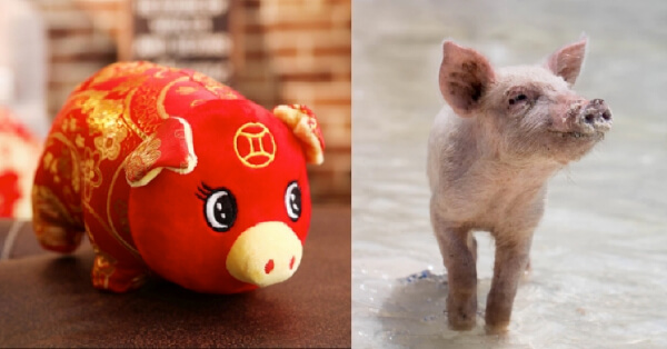 Year of the Pig: 5 Intriguing Facts About These Oink-Standing Creatures