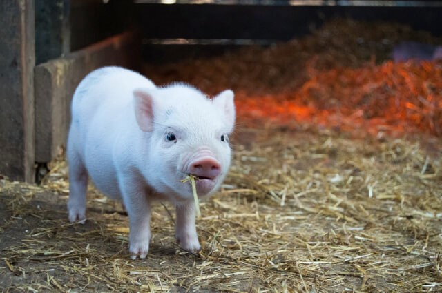 Year of the Pig: 5 Intriguing Facts About These Oink-Standing Creatures