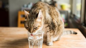 4 Ways To Keep Your Cat Hydrated