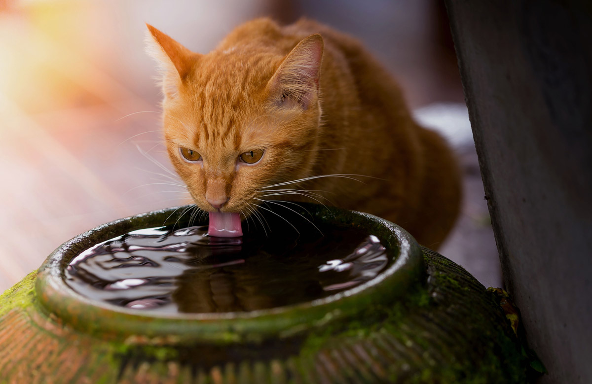 4 Ways To Keep Your Cat Hydrated