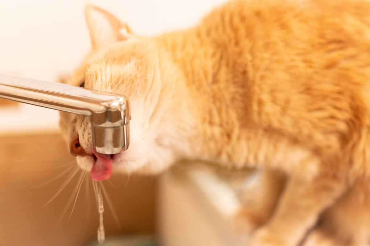 4 Ways To Keep Your Cat Hydrated