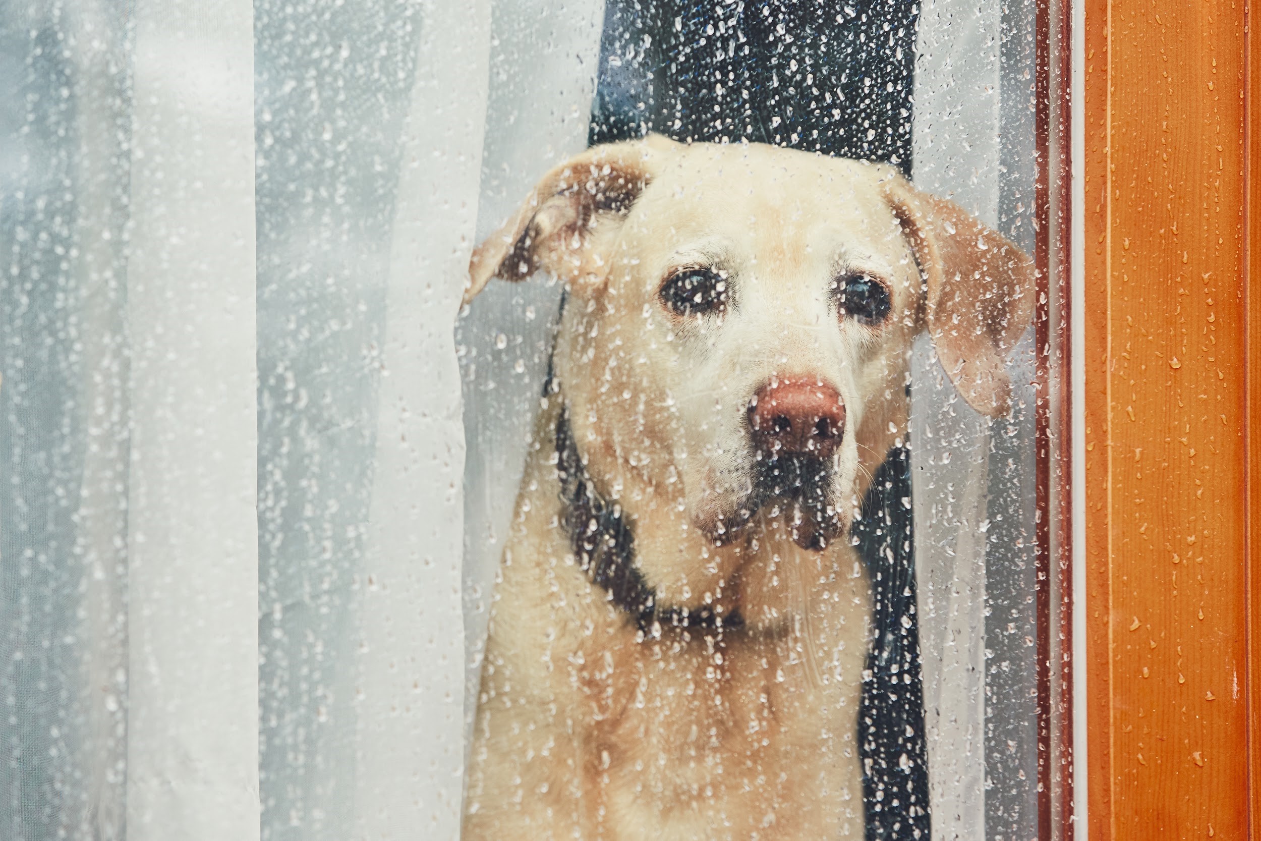 4 Precautions for Pet Owners Who Walk Their Dogs Rain or Shine