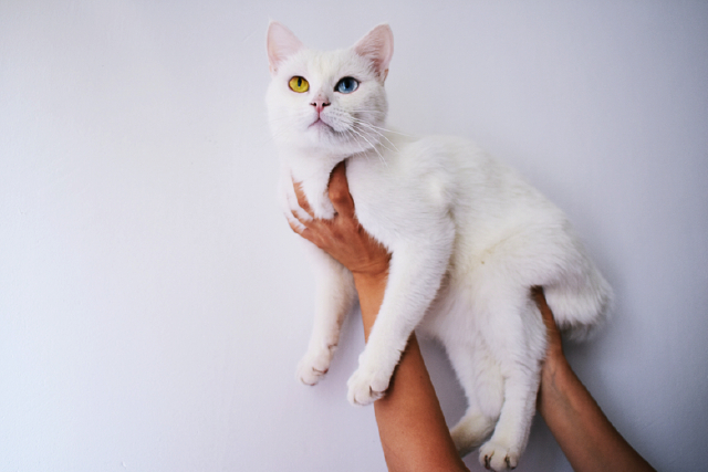 4 Proven Benefits of Being A Cat Owner