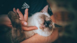 4 Proven Benefits of Being A Cat Owner