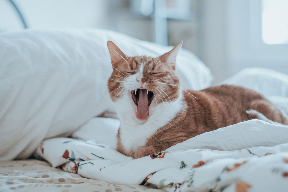 4 Proven Benefits of Being A Cat Owner
